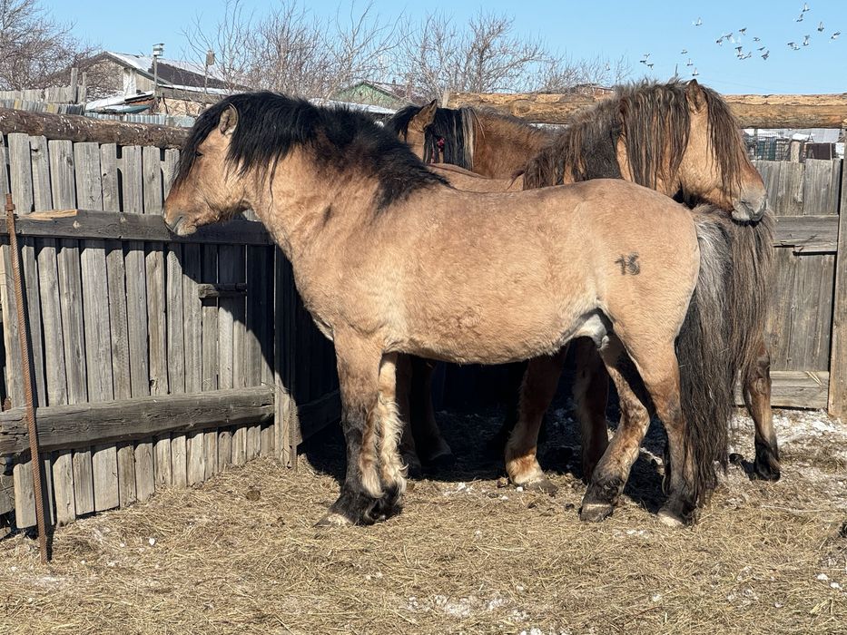 Продам айғыр……….