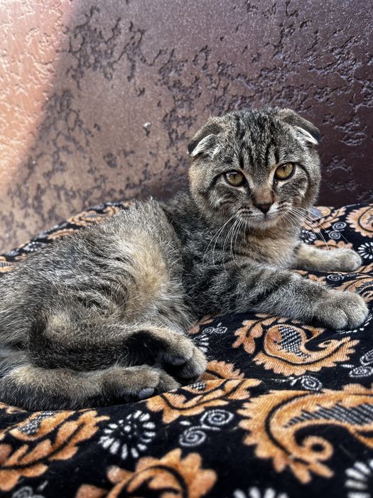 Вислоухий кошка