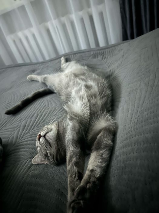 Отдам котика в добрые руки