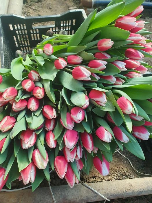 Оптом тюльпаны с теплиц