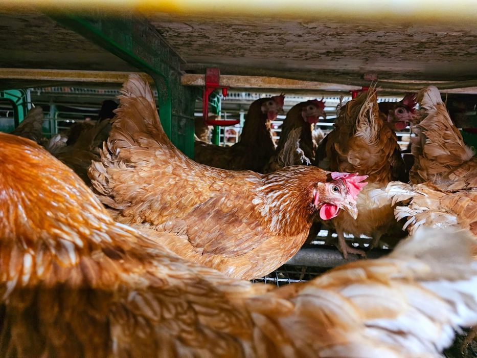 Găini roșii de ouo