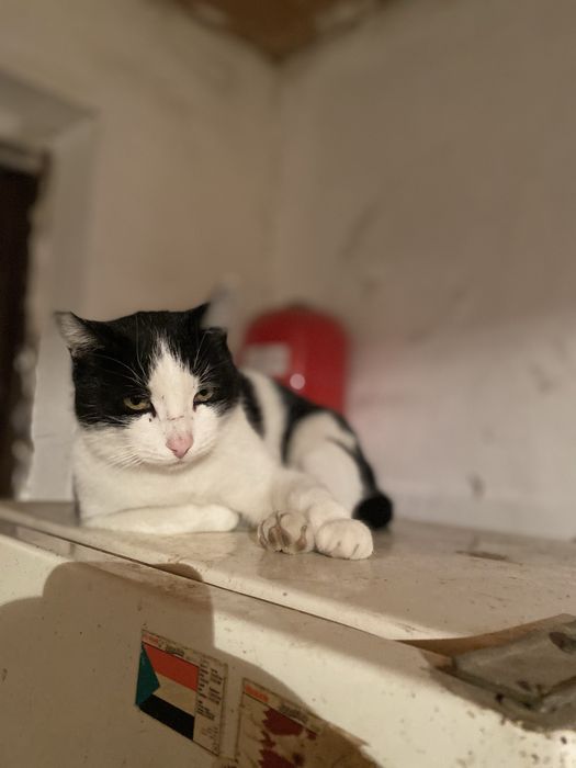 Кошка черно белая мысык