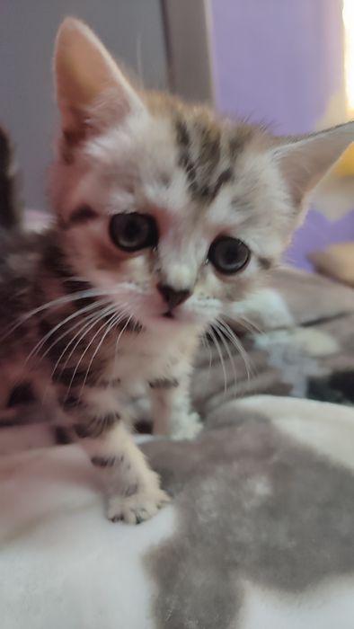 Продаются котята