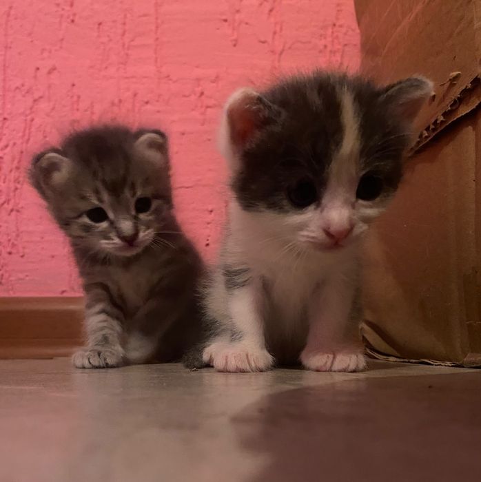Котята отдам в хорошие руки
