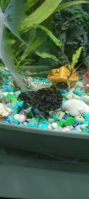 Продам рыбок взрослые