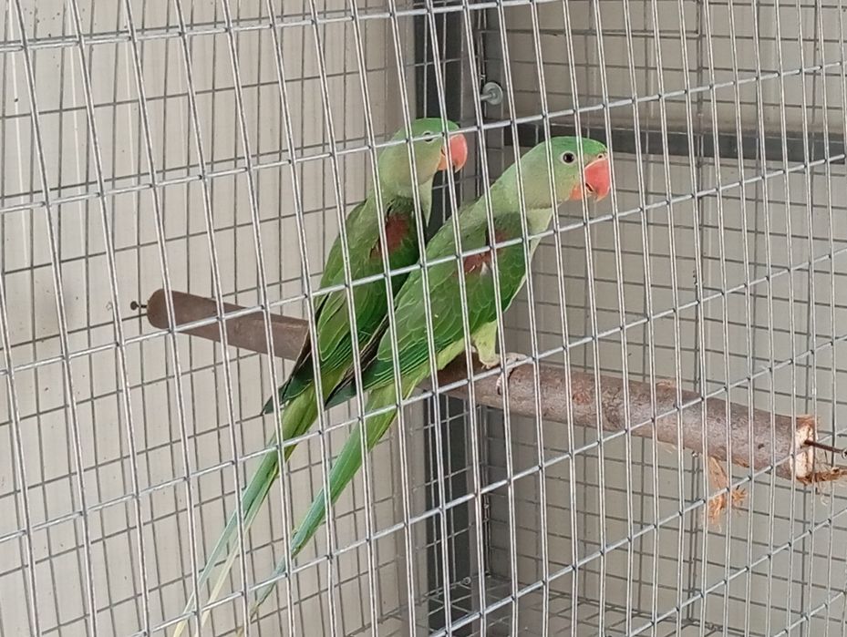 Pui papagal marele Alexander