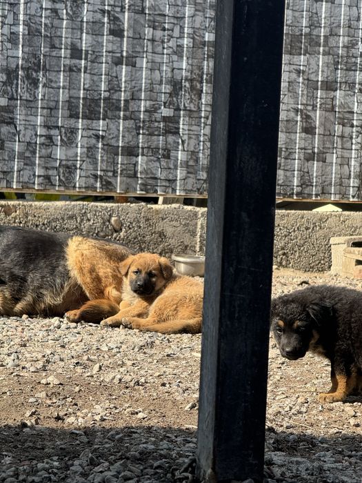 Щенки овчарки в добрые руки