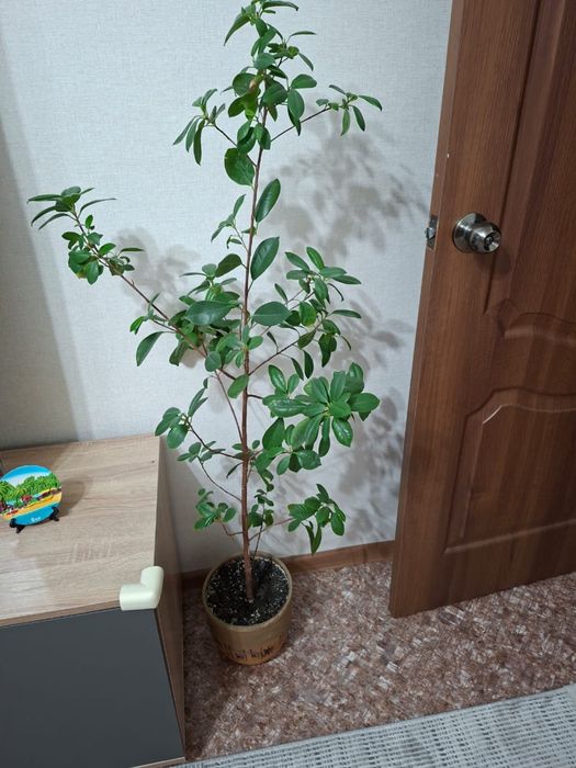 Домашние цветы продам