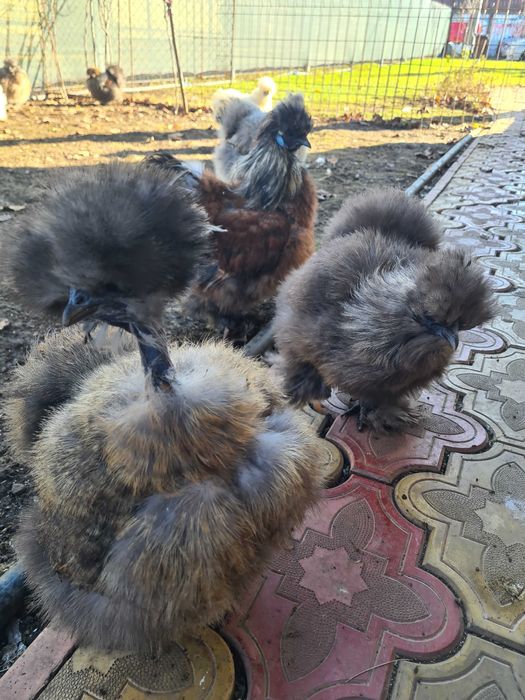 Perechi matase japoneza