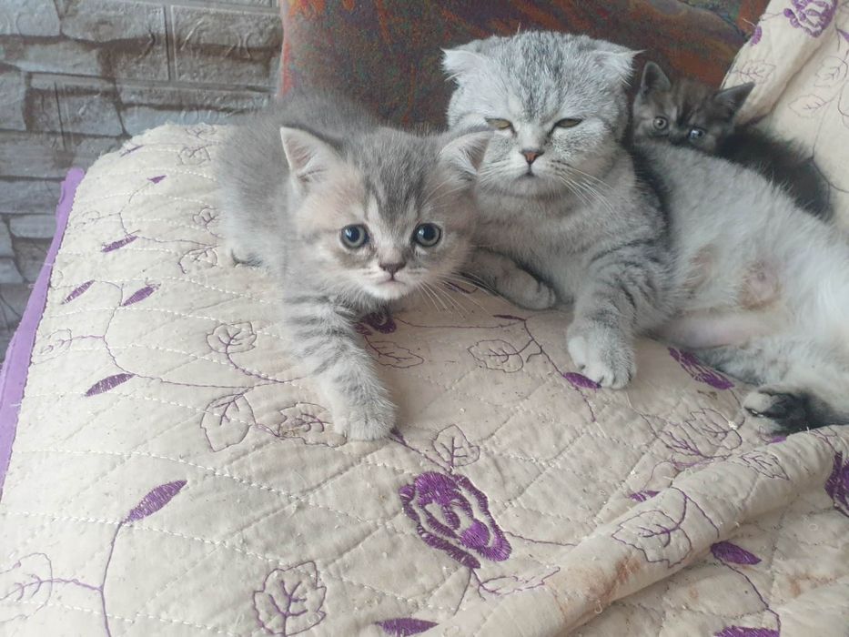 Pisici british disponibili