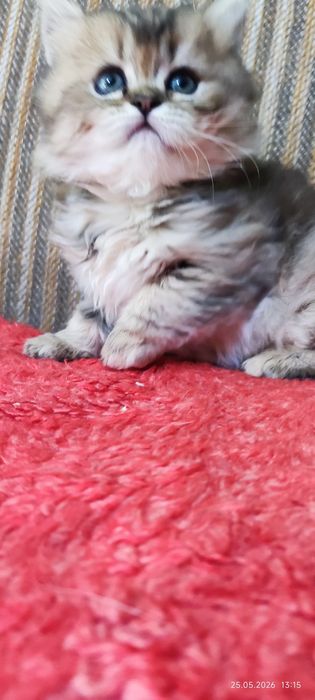 Котята скотиш страйт