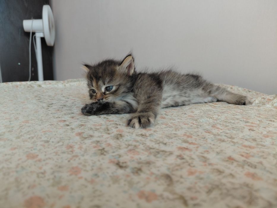 котёнок полу мейн-кун