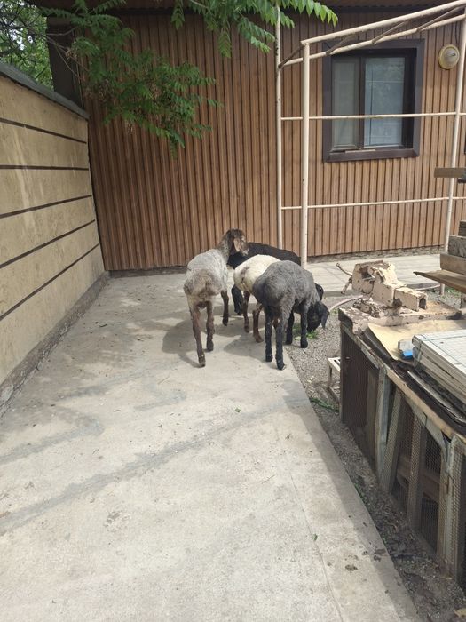 Қошқарлар сатылымда