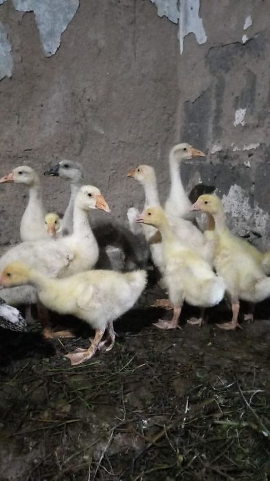 Утки, Гуси срочно продам