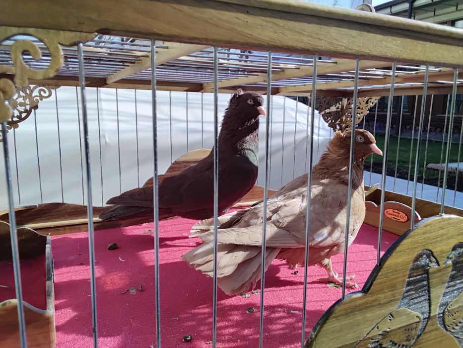 Кабутарлар голуби