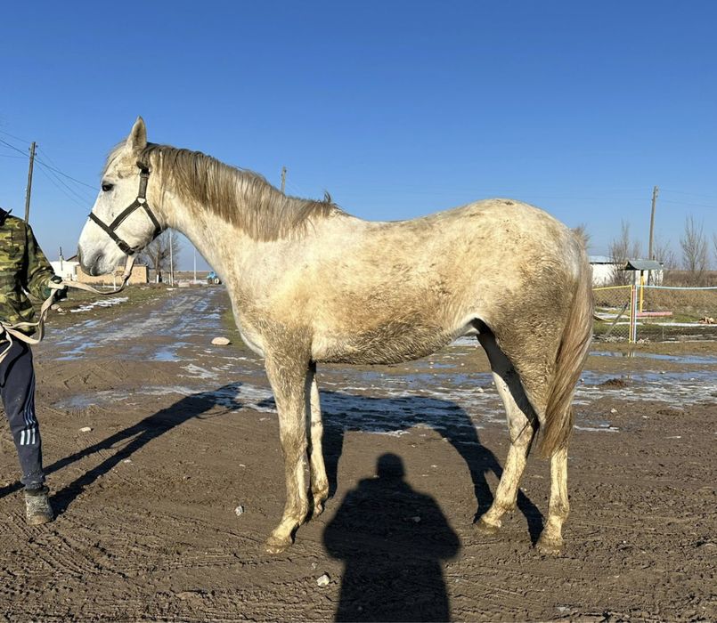 Лошадь, англоараб, жеребец, донен, байге