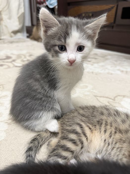 Продаются котята