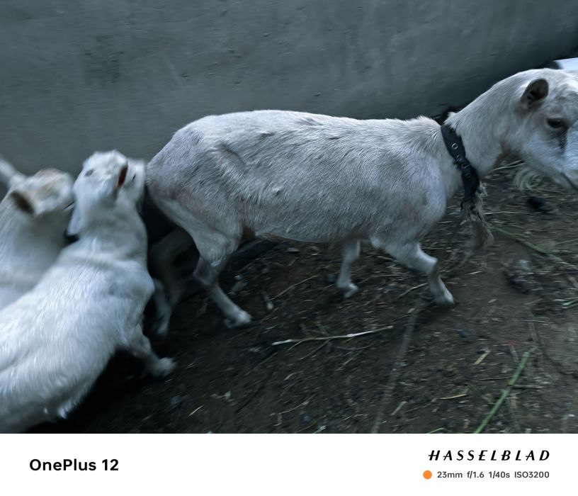 Заинский козы