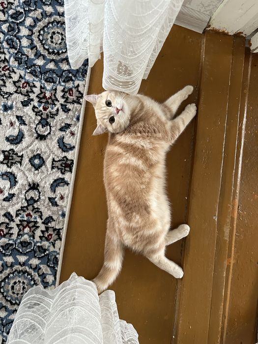 soglom va chiroyli mushuk ismi persik