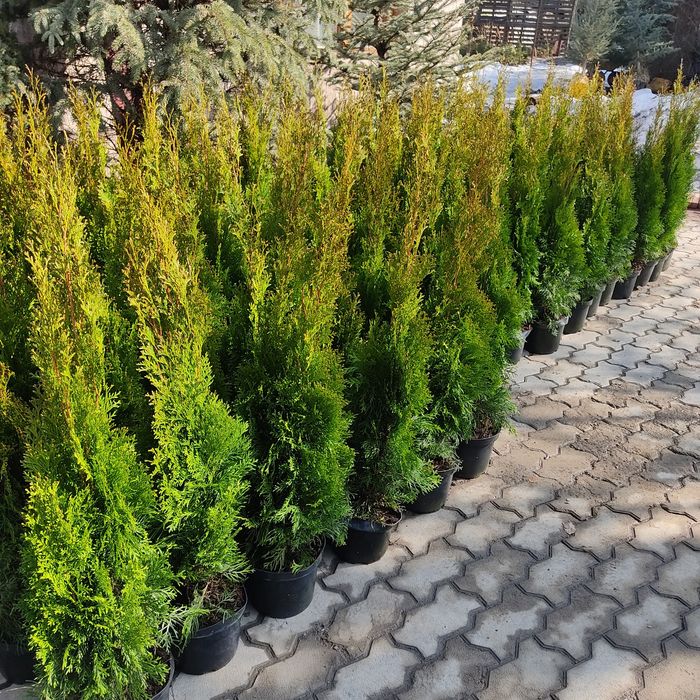 Туя Смарагд 100 см. 12500 тг в Алматы