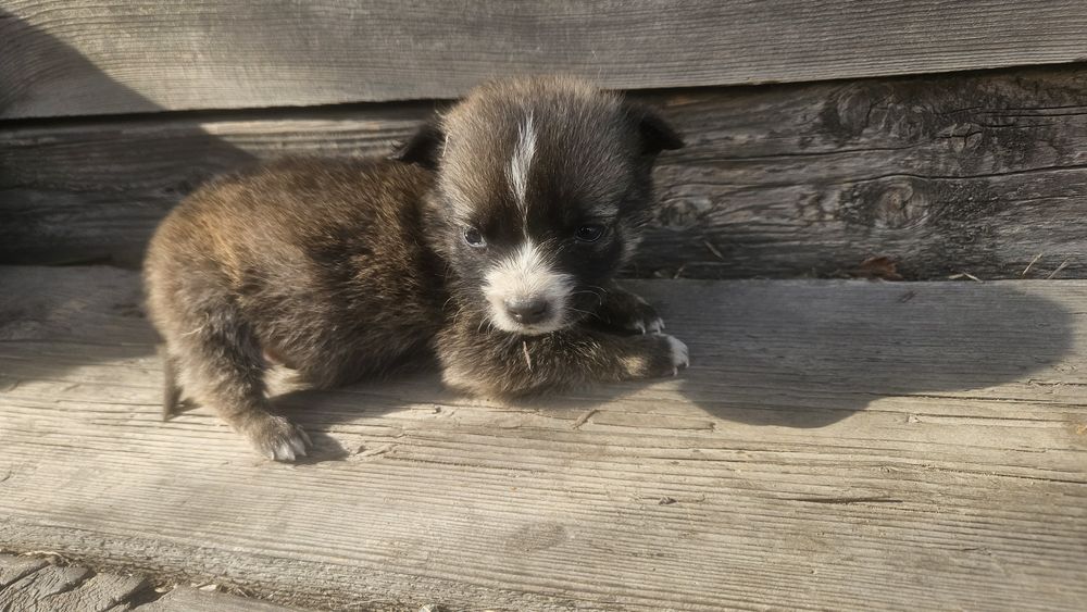 Отдам щенков 2 месяца