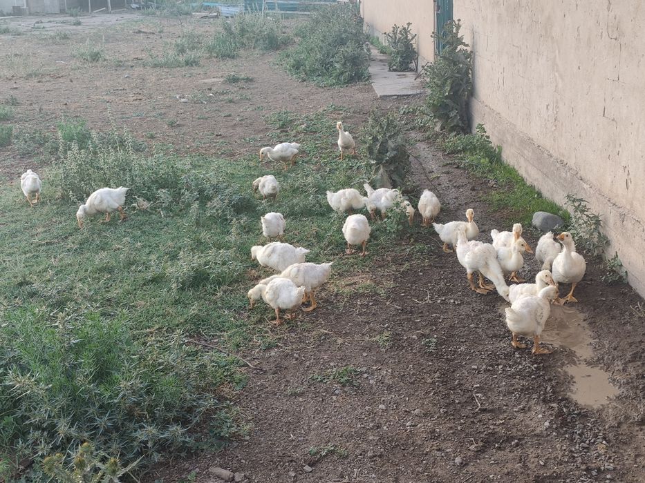 Продам гусята Линда
