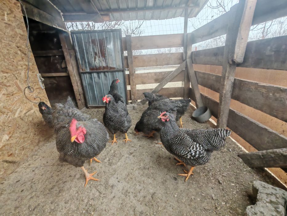 Ouă pt incubat Plymouth rock barat