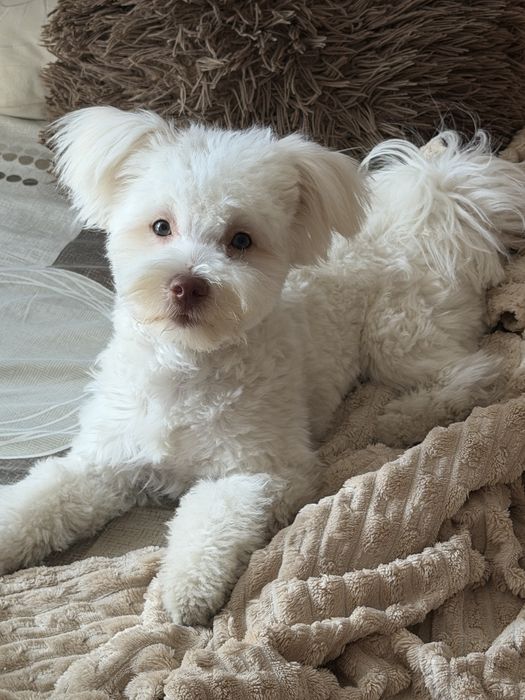 Bichon Maltez 8 luni