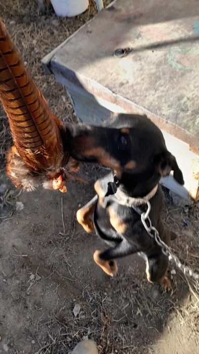 Продаётся ягтеръер