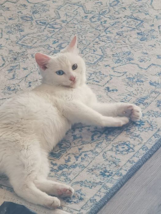 Отдам в добрые руки