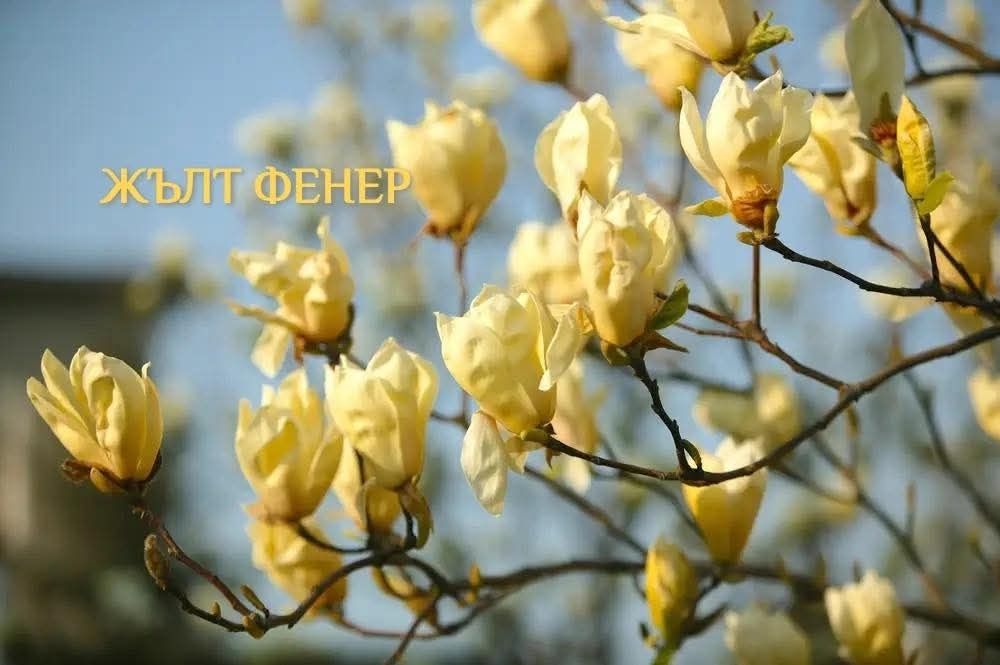 Магнолия 19 различни видове