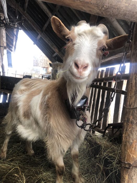 Schimb Capre Gestante!