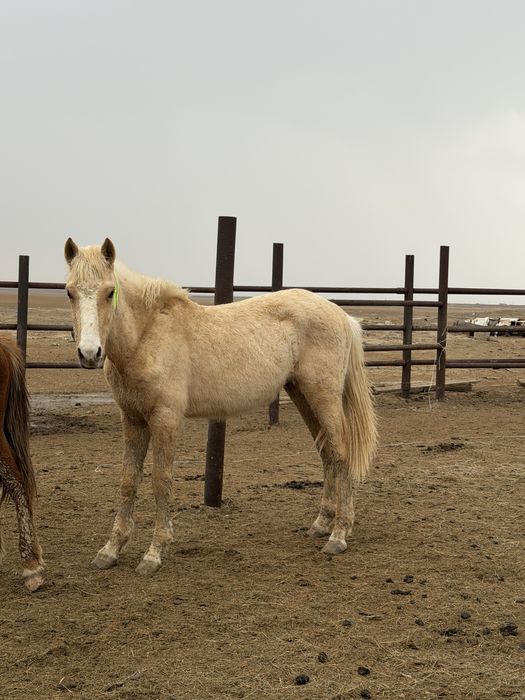 Тай 2025 тин кулыны