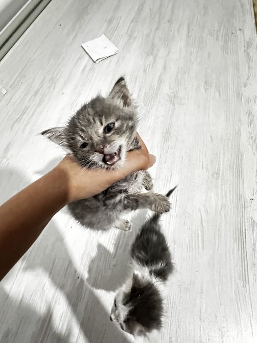 2 котяты срочно.