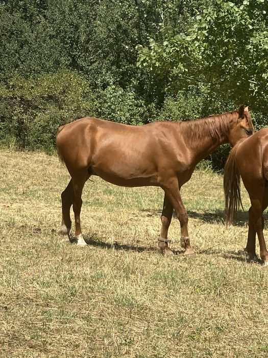 Жеребец лошадь кабыла