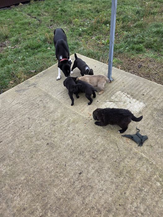 Donez pui rasa comuna metis