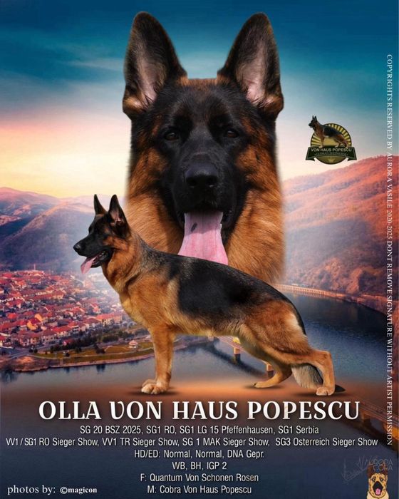 Mascul ciobanesc german cu pedigree TOP