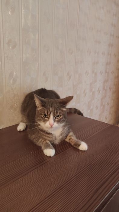 Пропала за вознаграждение