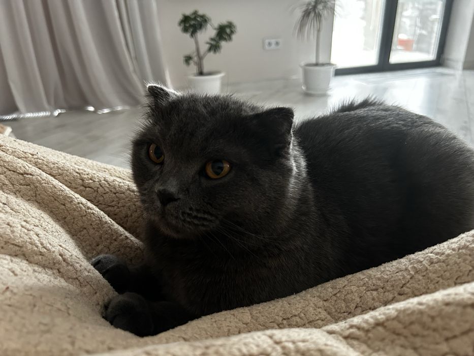 Отдам кошку в хорошие руки