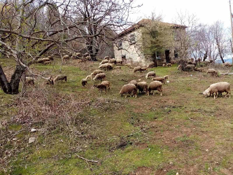 Продавам овце и крави