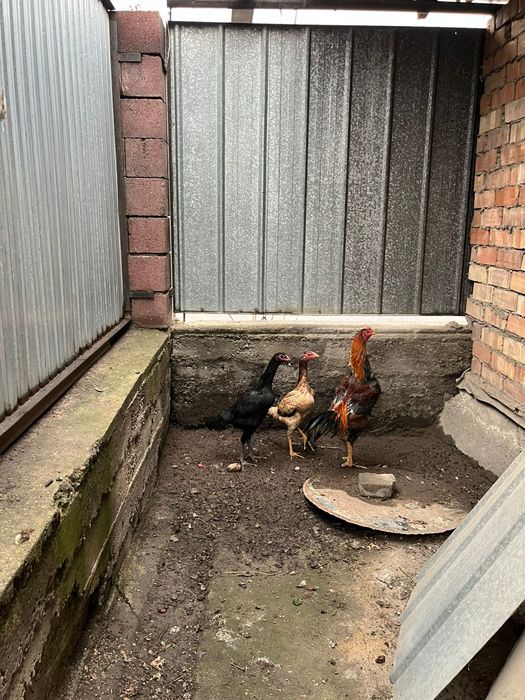 Дакан бойцовский