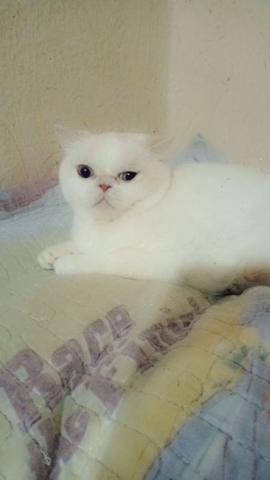 Персидскаяга кошка