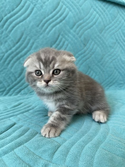 Продам вислоухих котят