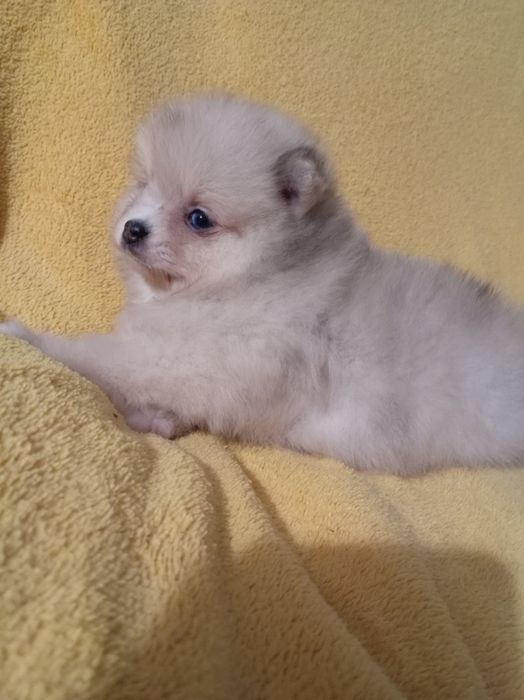 Продам щенка шпица