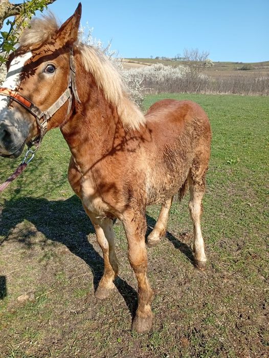 Vând mânz de 11 luni
