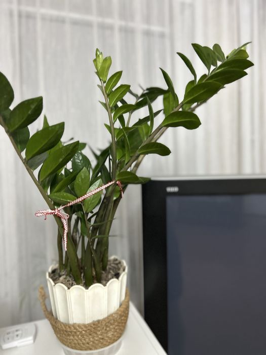 Замиокулькас, долларовое дерево.