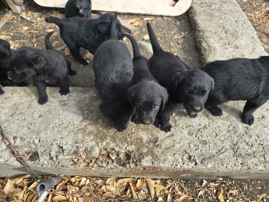 Отдам щенков кушают все