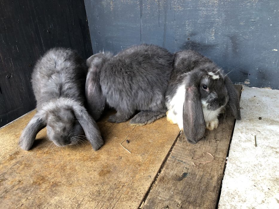 Berrbec German Masculi