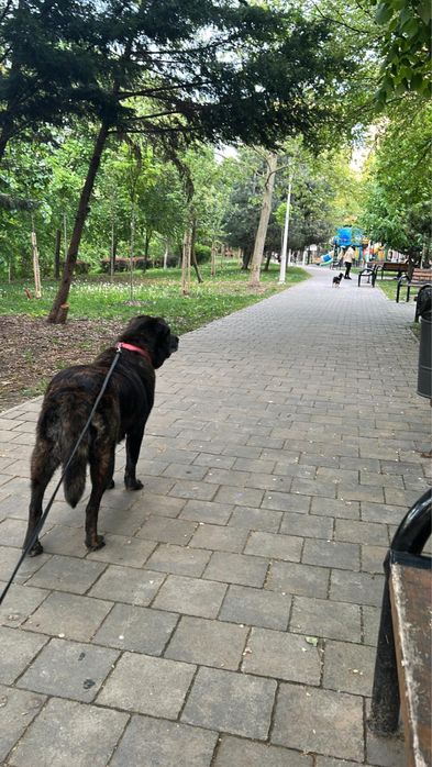 Donez catelusa de aproximativ 2 ani, 35 kg, vaccinata si microcipata