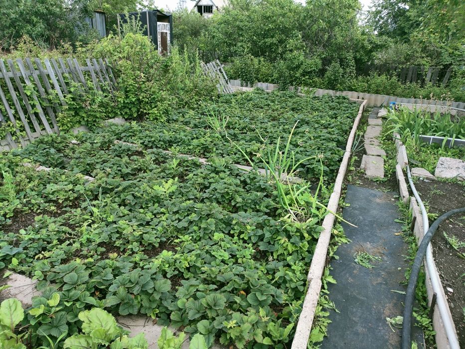 Продам дачу оптимист